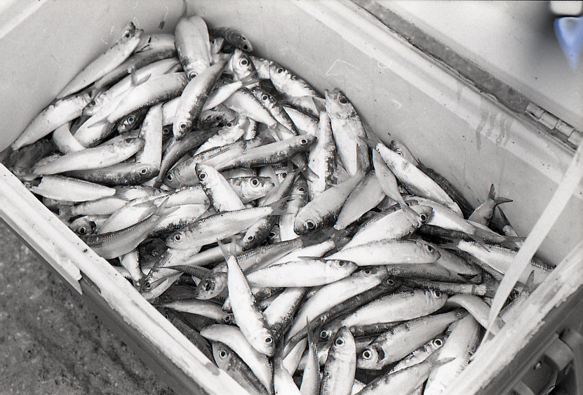 09-786-0007 09-786-0007