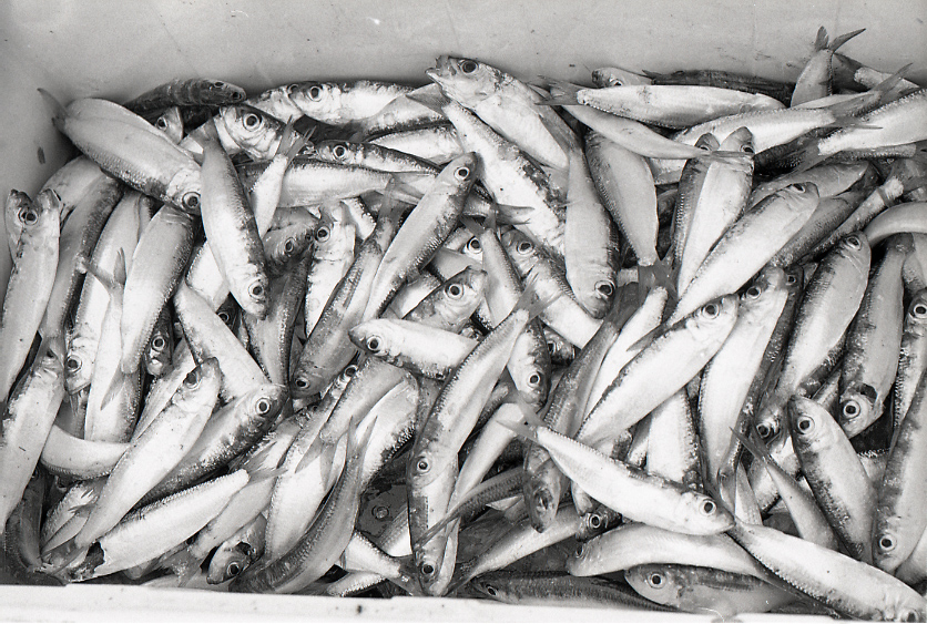 09-786-0008 09-786-0008