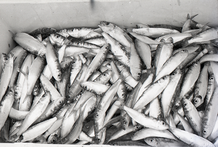 09-786-0009 09-786-0009