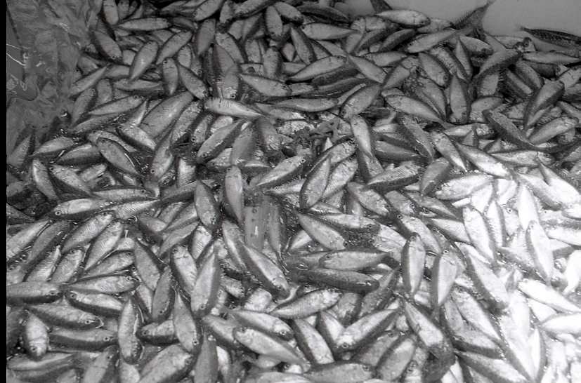 11-125-0005 11-125-0005