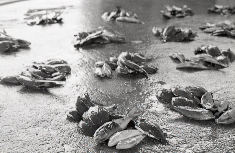 21-331-0001 21-331-0001